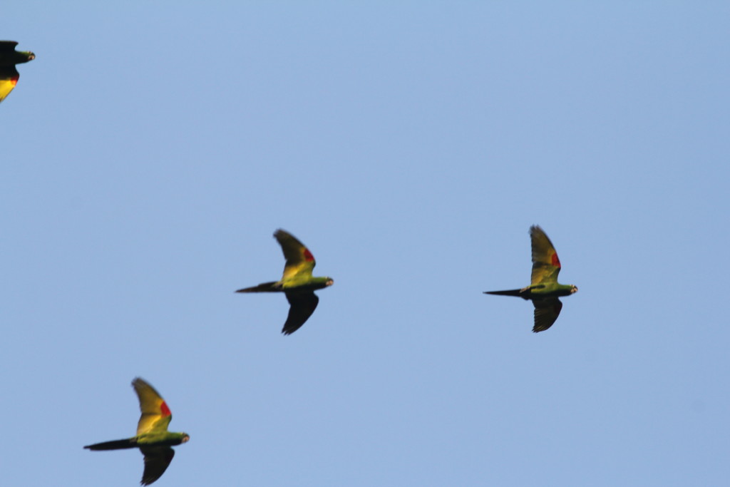 Bolivian Parrots | Miles To The Wild